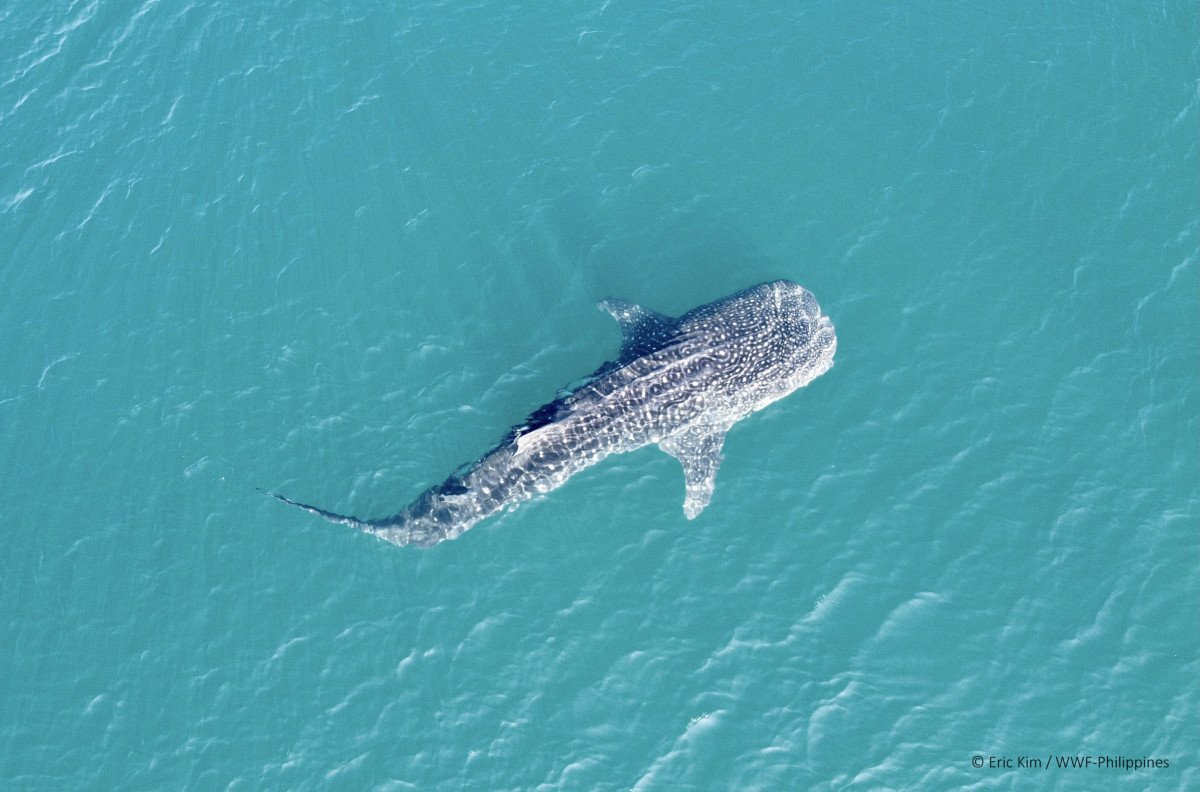 A whale shark breaches the surface of the sea off the coast of Donsol. WWF-Philippines identified 26 new whale shark individuals during their 2021 survey.