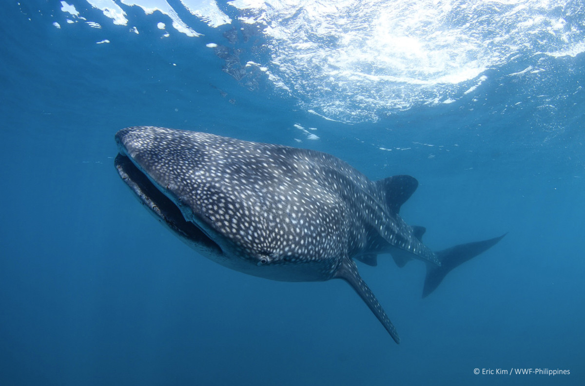 A whale shark descends after swimming near the surface. Each whale shark individual can be identified by its unique pattern of white spots, similar to a human thumbprint.